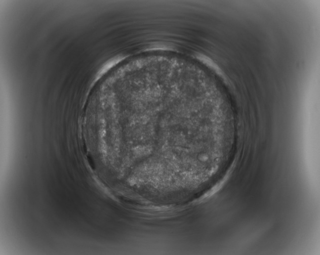 X0000083981121200703091818