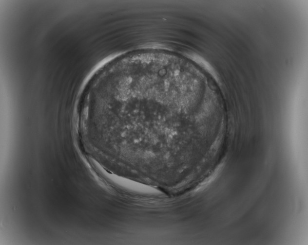 X0000083981125200703091818