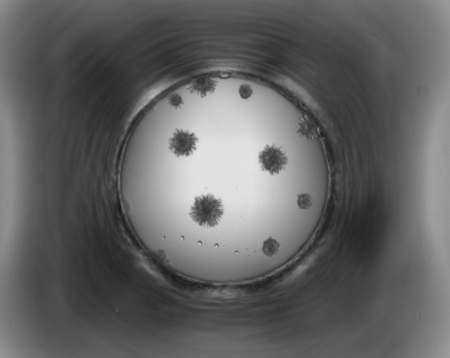 X0000083981129200703091818