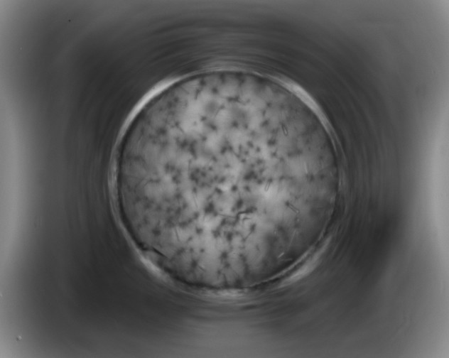 X0000083981149200703091818