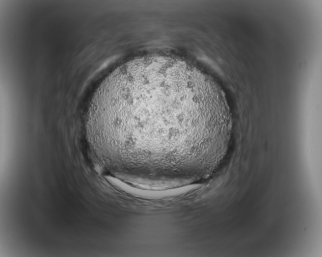 X0000083981159200703091818