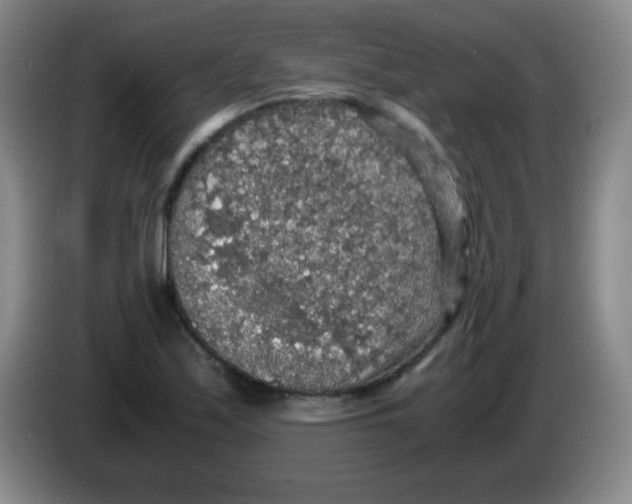 X0000083981171200703091817