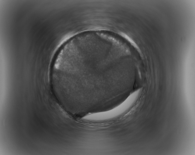 X0000083981173200703091817