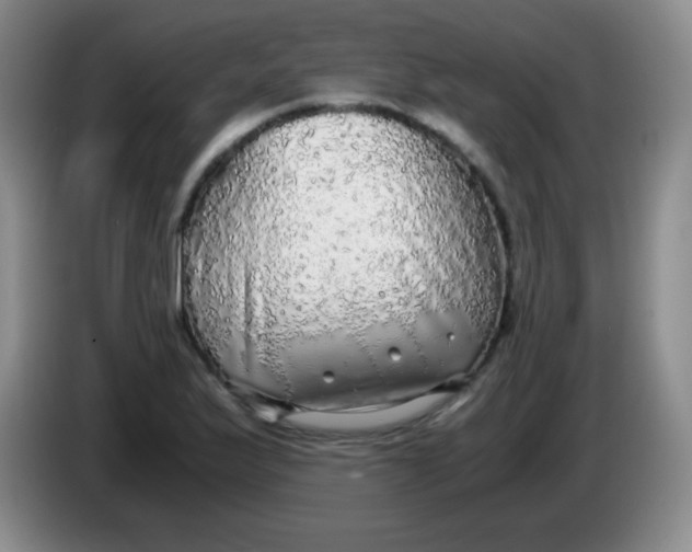 X0000083981175200703091817