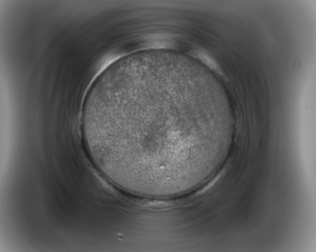 X0000083981178200703091817