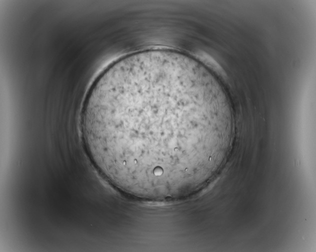 X0000083981182200703091817