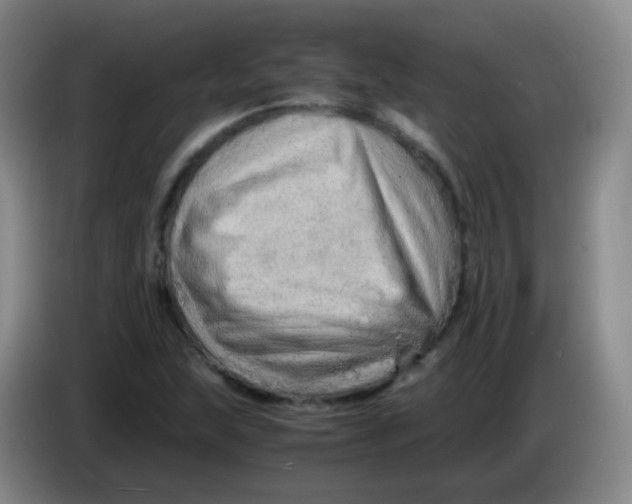 X0000083981215200703091817