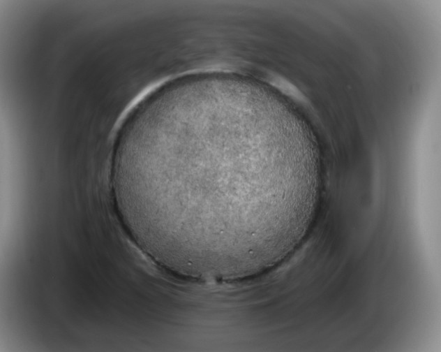 X0000083981216200703091817