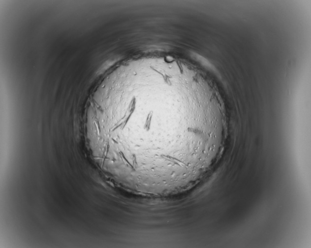 X0000083981217200703091817