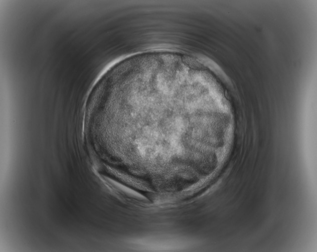 X0000083981228200703091817