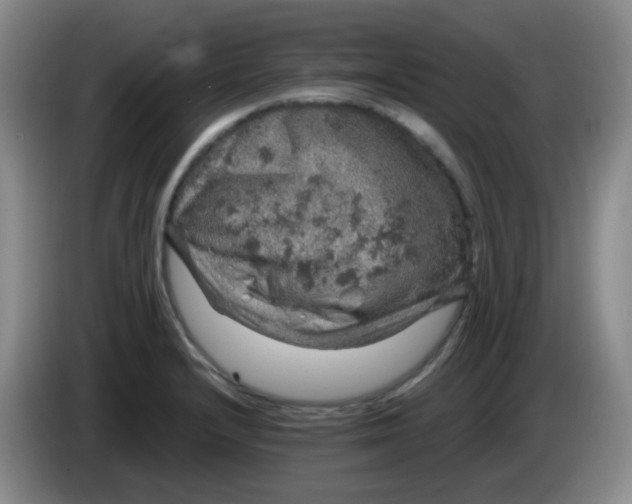 X0000083981232200703091817