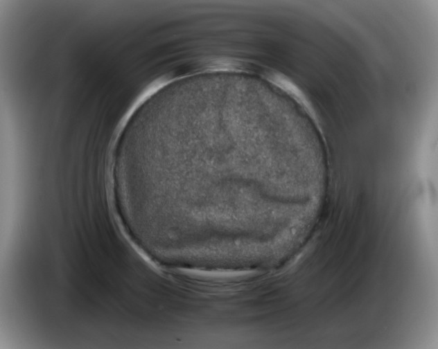 X0000083981235200703091817