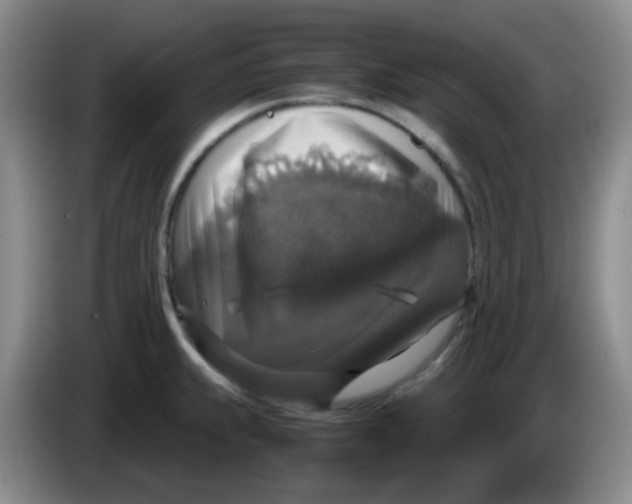 X0000083981239200703091817