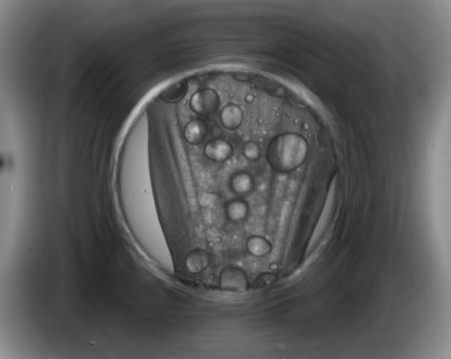 X0000083981240200703091817