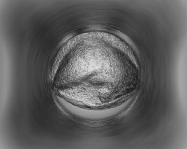 X0000083981241200703091817