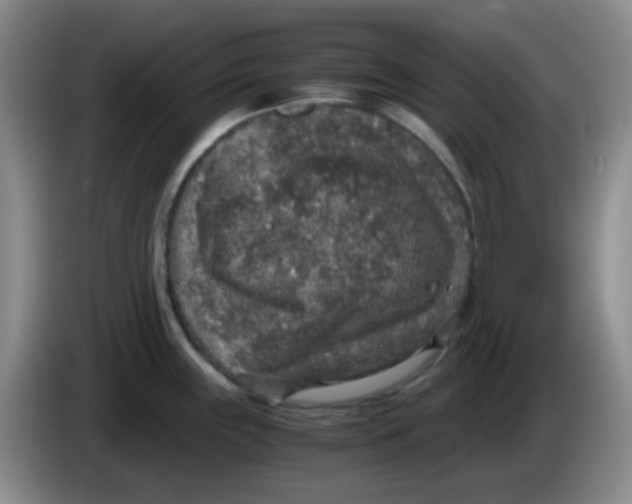 X0000083981243200703091817