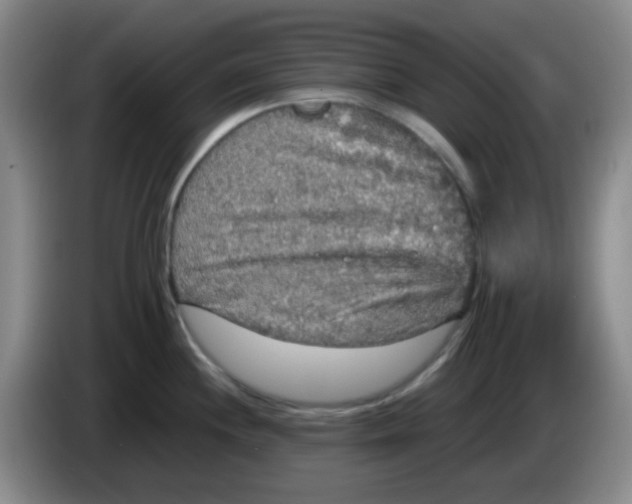 X0000083981244200703091817