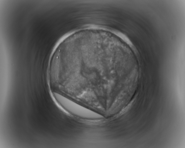 X0000083981247200703091817