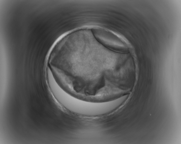 X0000083981248200703091817