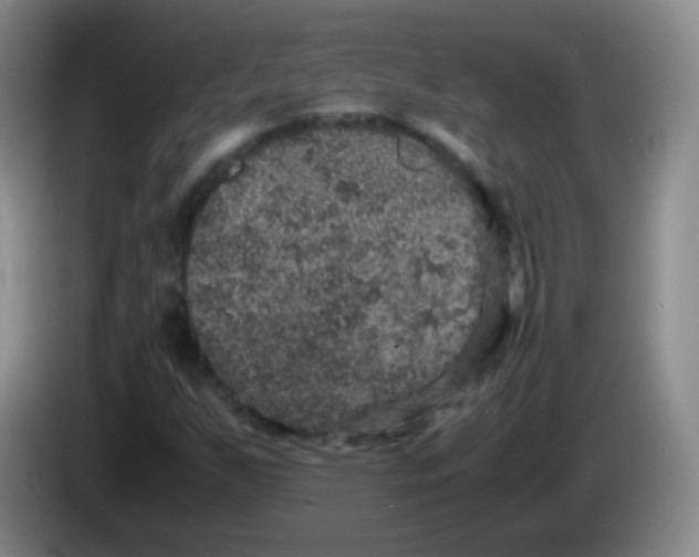 X0000083981255200703091816