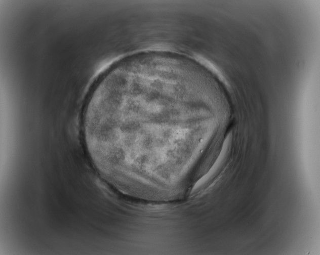 X0000083981264200703091816