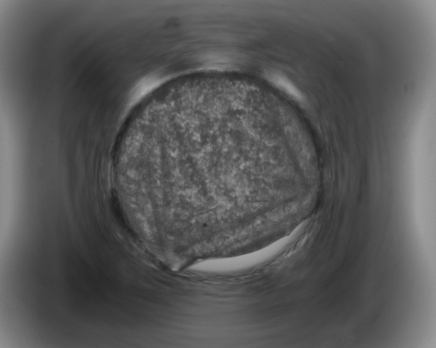 X0000083981267200703091816