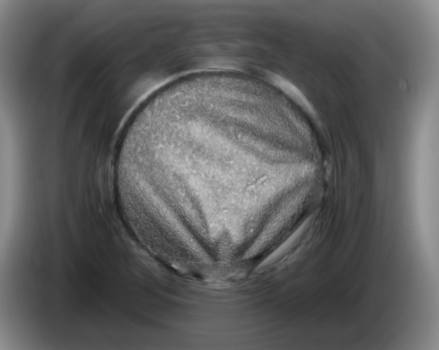 X0000083981268200703091816