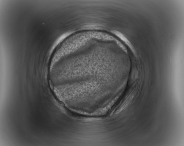 X0000083981277200703091816