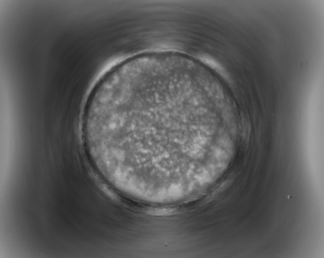 X0000083981278200703091816