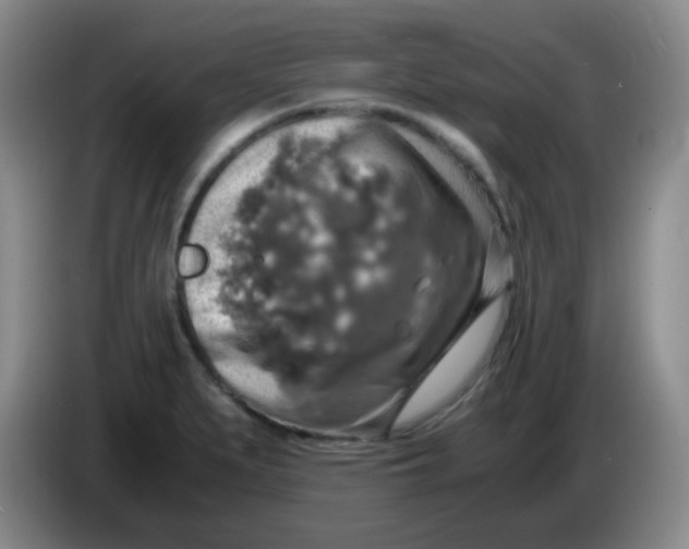 X0000083981279200703091816