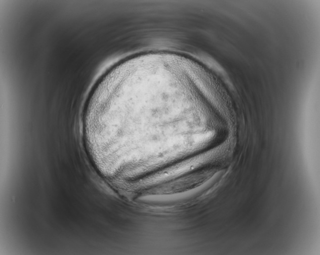 X0000083981280200703091816