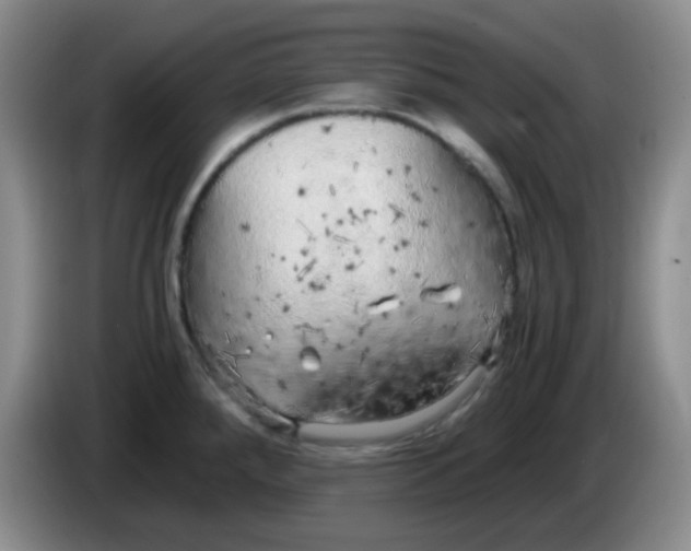 X0000083981288200703091816