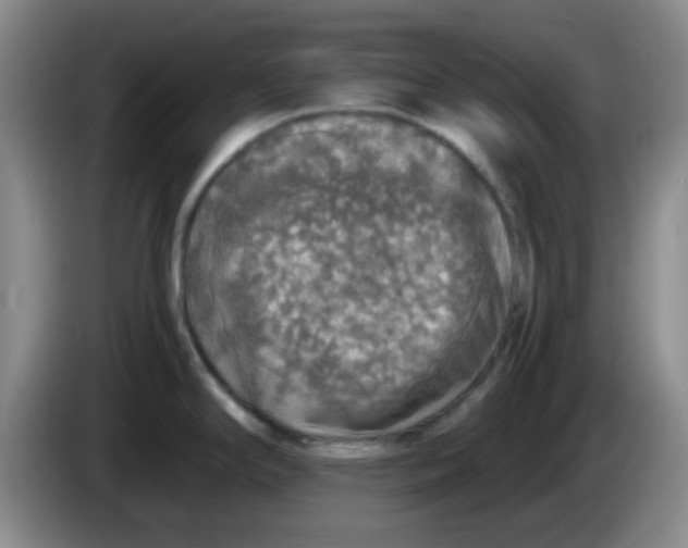 X0000083981294200703091816