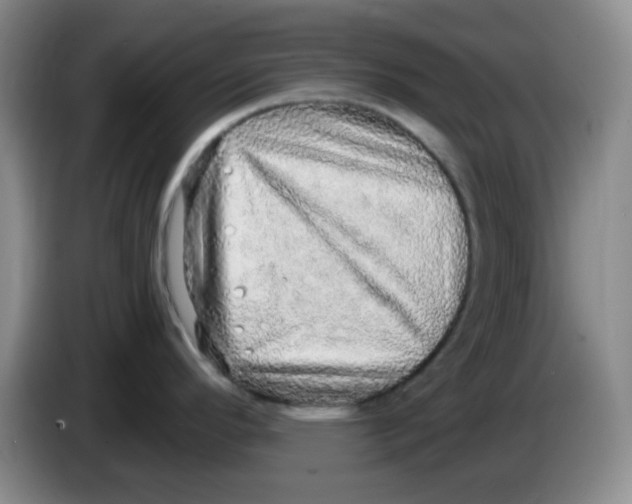 X0000083981296200703091816