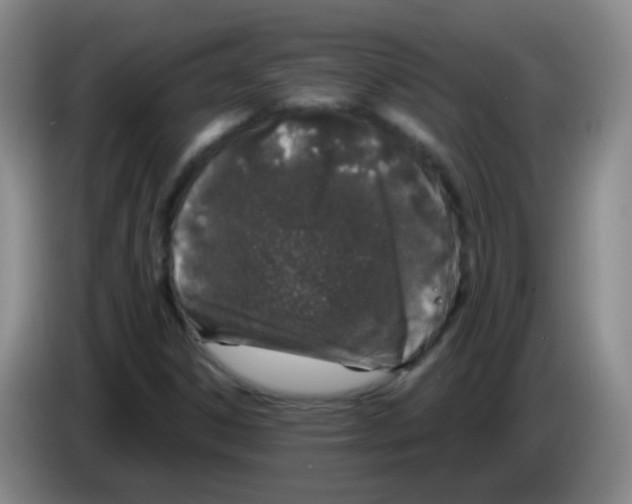 X0000083981306200703091815