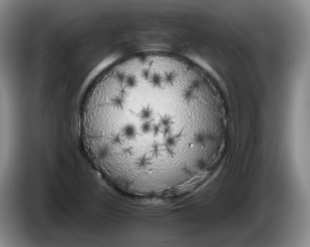 X0000083981317200703091815