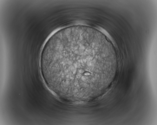 X0000083981339200703091816