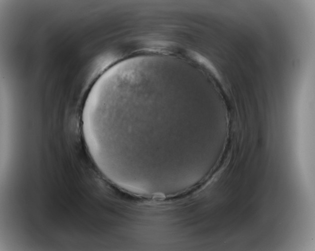 X0000083981362200703091815