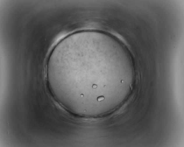 X0000083981366200703091815