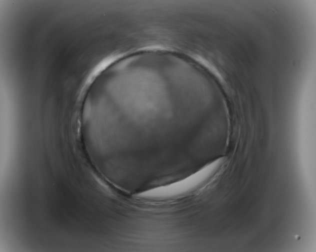 X0000083981367200703091815