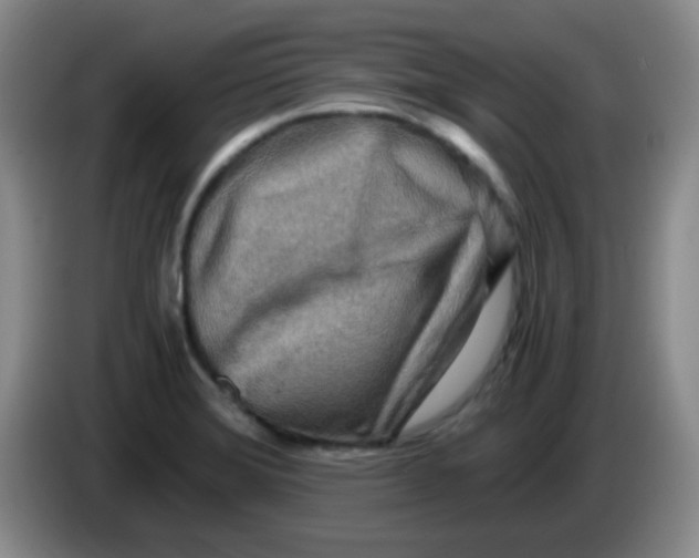 X0000083981372200703091815