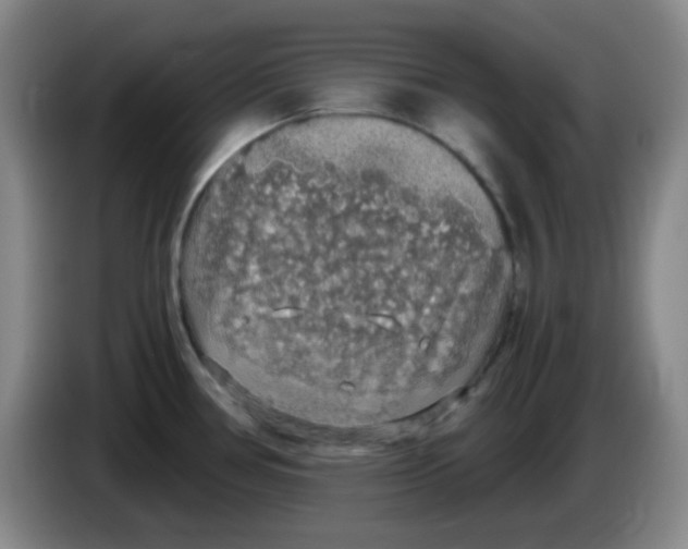 X0000083981386200703091814