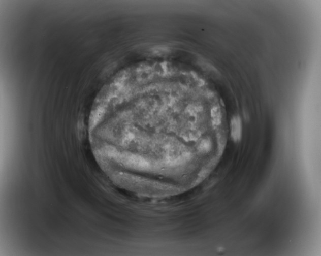 X0000083981395200703091814