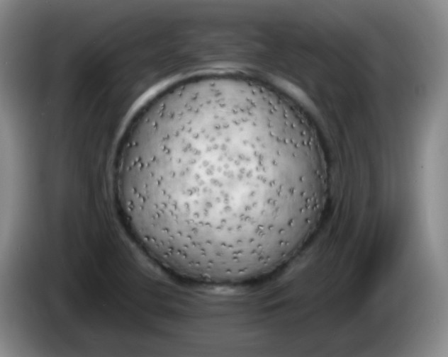 X0000083981412200703091814