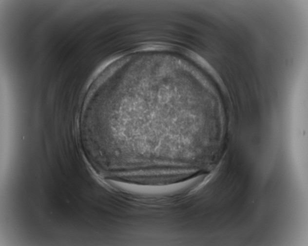 X0000083981417200703091814