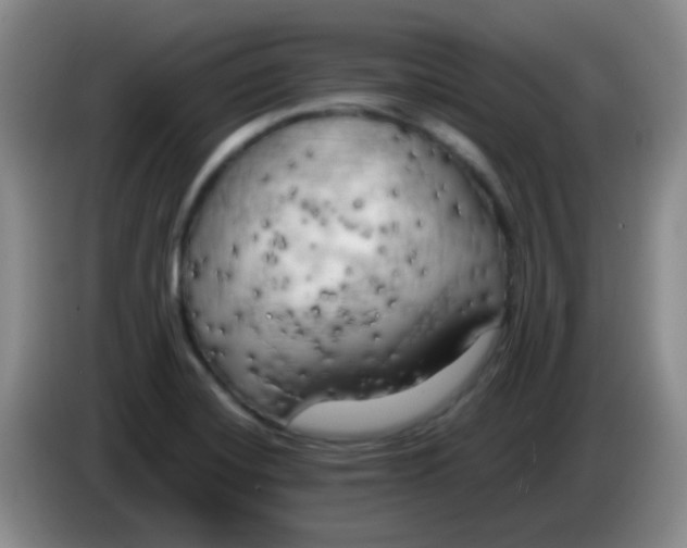 X0000083981420200703091814