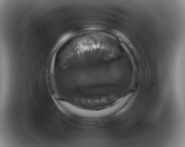 X0000083981425200703091814