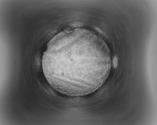 X0000083981444200703091814