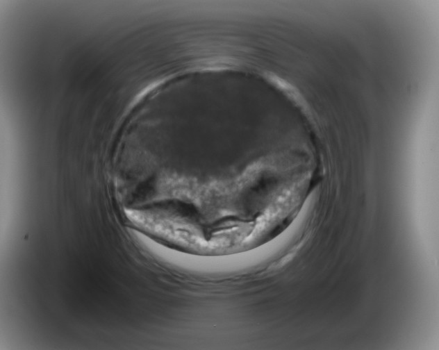 X0000083981457200703091814