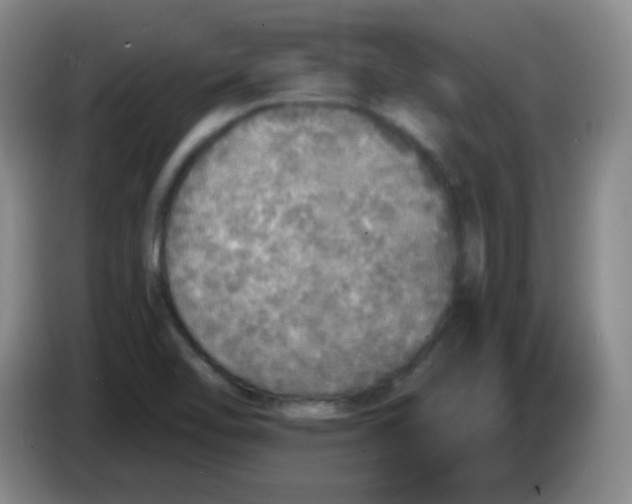 X0000083981462200703091813